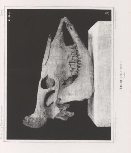 Skull of an ox, and profile