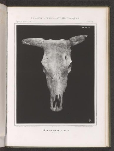 Skull of an ox, and profile
