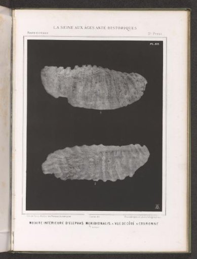 Two views of a tusk of a proboscidean