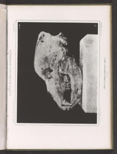 Skull of a bear, and profile