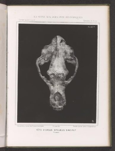 Skull of a bear, top view