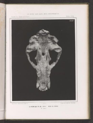 Base of a bear skull, under view