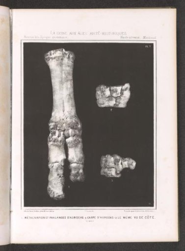 Bones from the legs of an aurochs