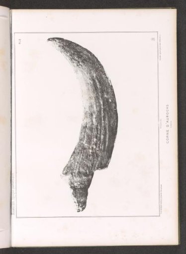 Horn of an aurochs
