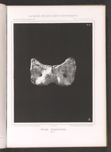 Atlas from the spine of an aurochs
