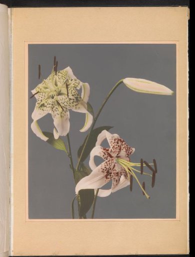 Two Japanese Lilies