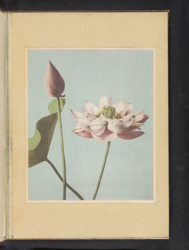 Lotus Flowers