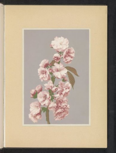 Cherry blossoms
