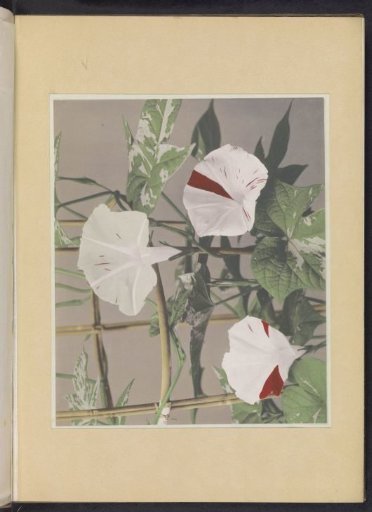 Striped windflowers