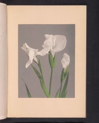 White irises