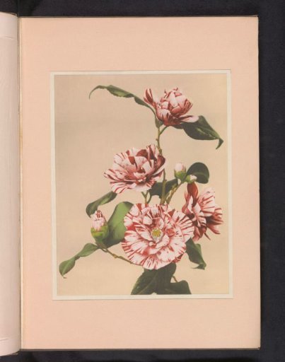 Striped camellias