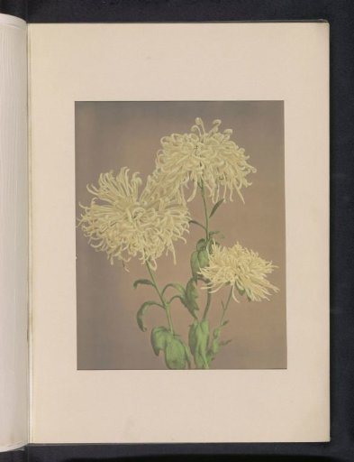Three yellow chrysanthemums