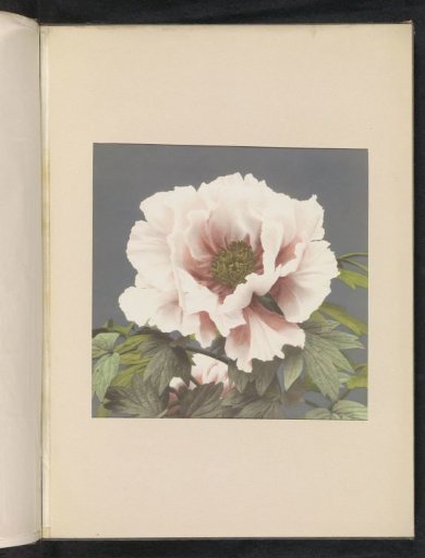 Peony rose