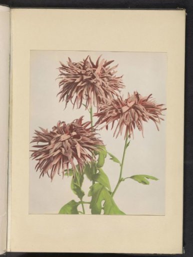 Three pink chrysanthemums