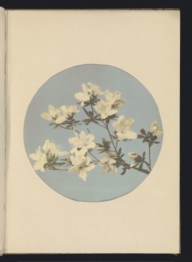 Japanese azaleas