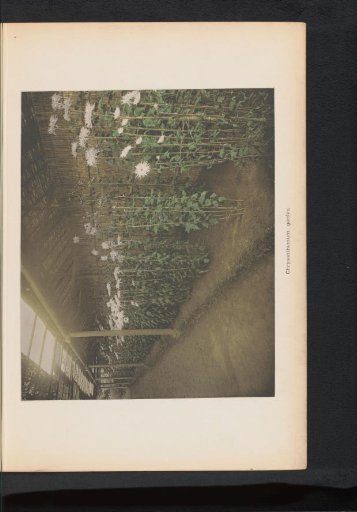 View of Chrysanthemums in a Greenhouse