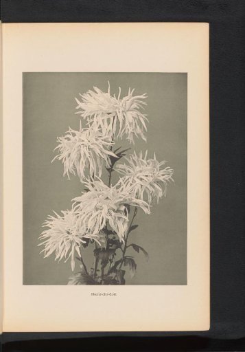 Chrysanthemum