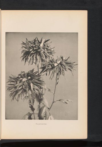 Chrysanthemum