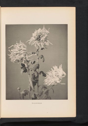 Chrysanthemum