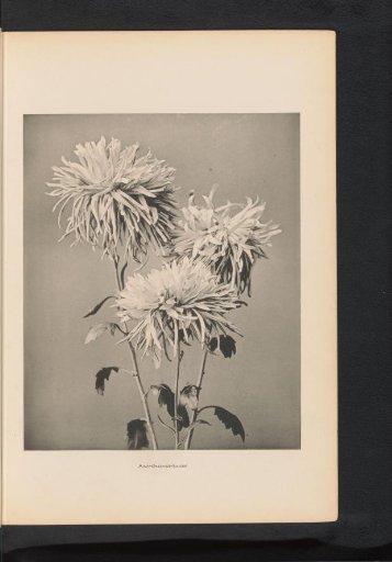 Chrysanthemum