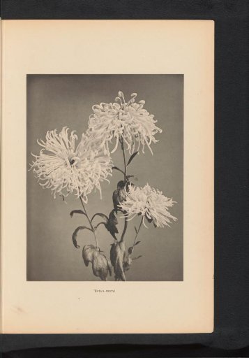Chrysanthemum