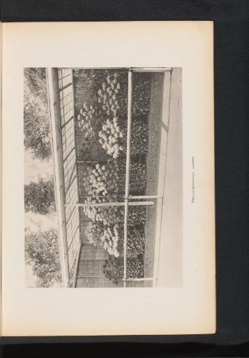 View of Chrysanthemums in a Garden