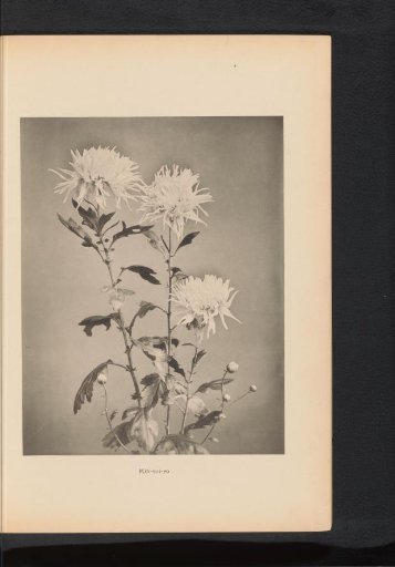 Chrysanthemum