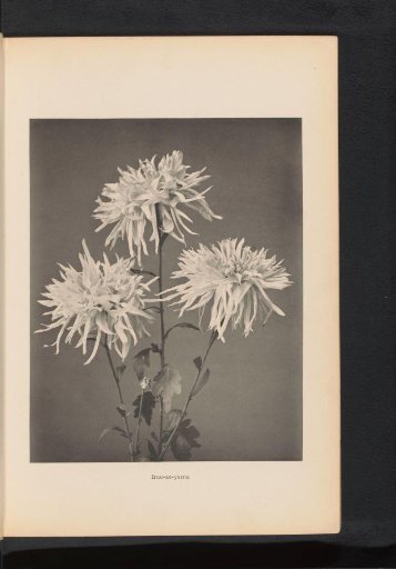 Chrysanthemum