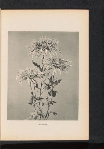 Chrysanthemum