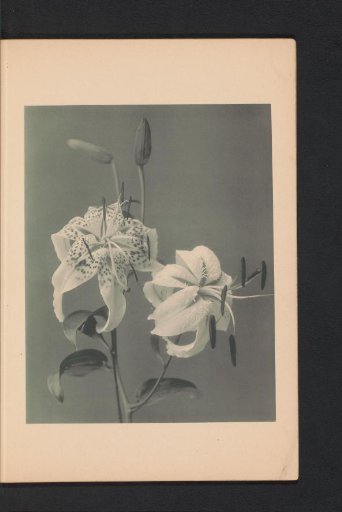 Japanese lily