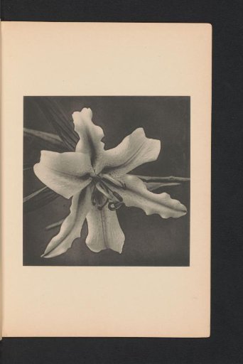Japanese lily