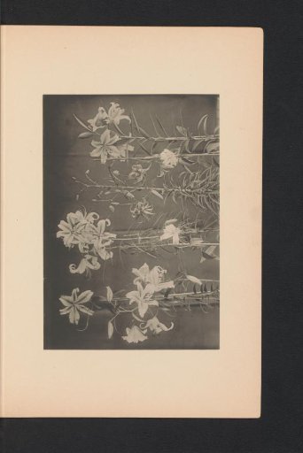 Japanese lily
