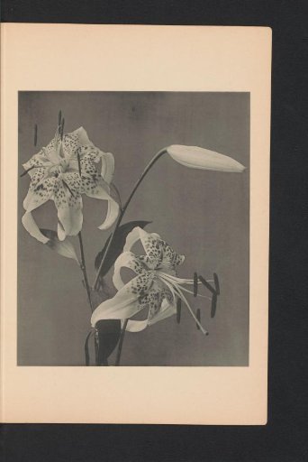 Japanese lily