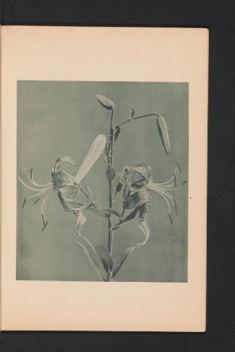 Japanese lily