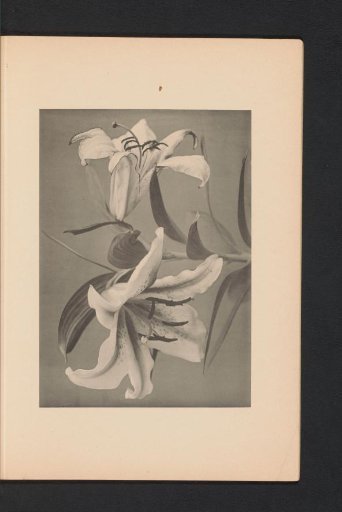 Japanese lily