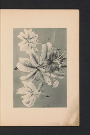 Japanese lily
