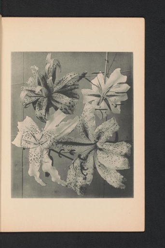 Japanese lily