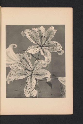 Japanese lily