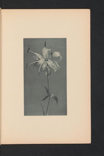 Japanese lily