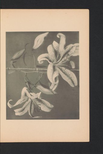 Japanese lily