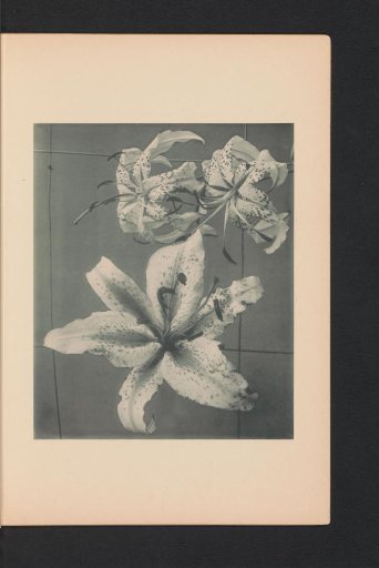Japanese lily