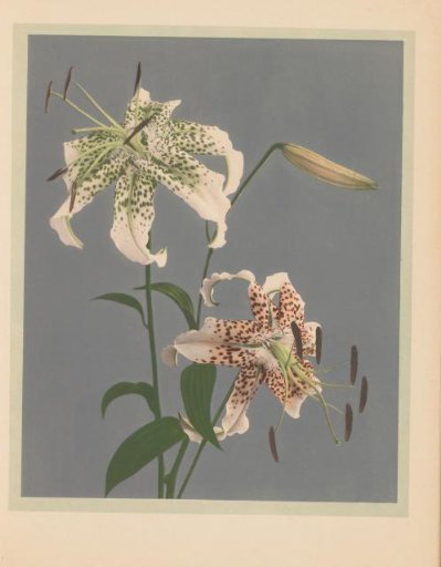 Lilium speciosum or Japanese lilies