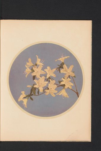 Rhododendron indicum