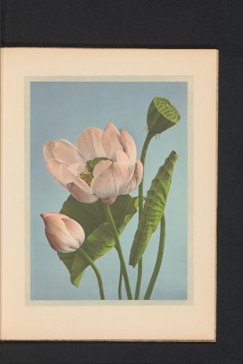 Nelumbo nucifera or Sacred lotus