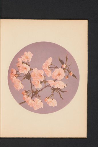 Sakura or Cherry blossoms