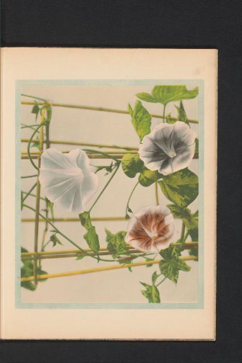 Ipomoea hederacea or Ivy-leaved morning-glory