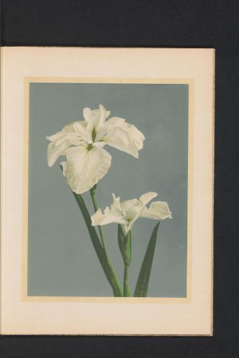 Iris laevigata or Japanese iris