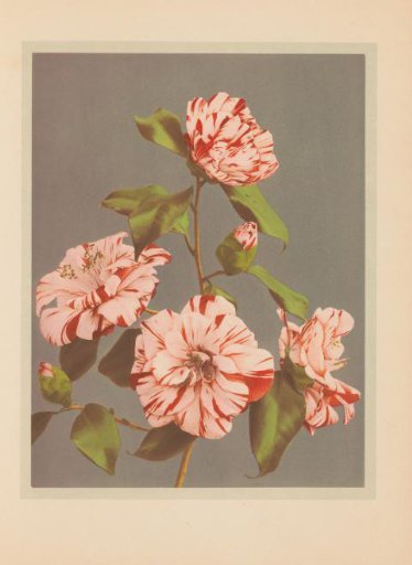 Camellia japonica or Japanese rose
