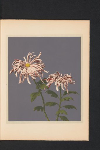 Chrysanthemum or chrysanthemum