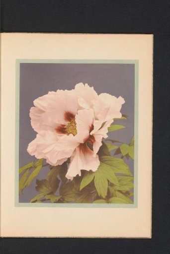 Paeonia arborea or Japanese peony